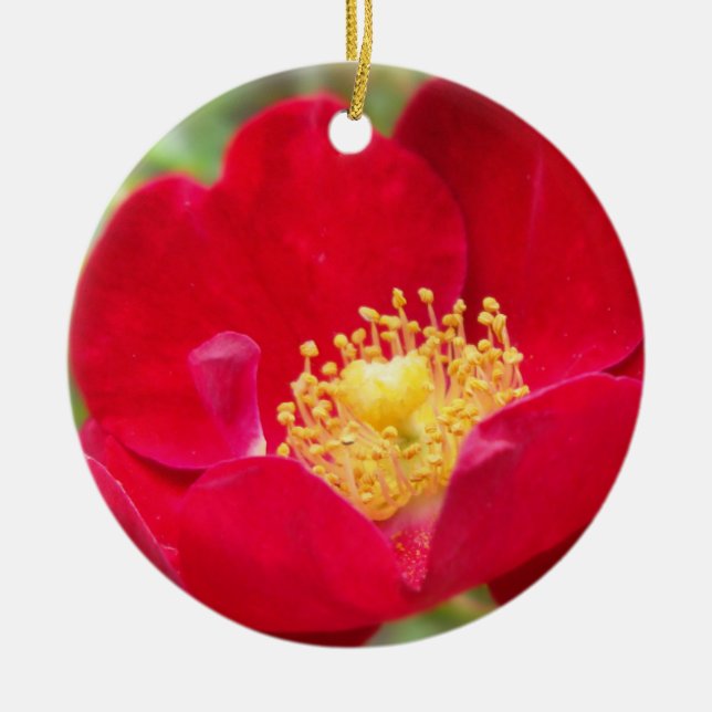 Les roses sont des ornements rouges (Devant)