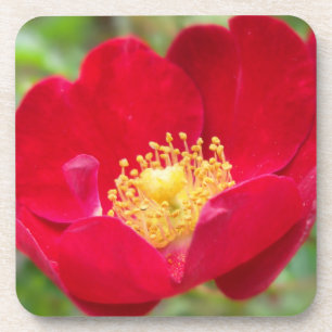 Les roses sont Dessous de verre de liège rouge