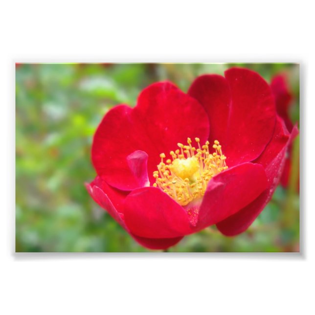Les roses sont en rouge photo (Devant)
