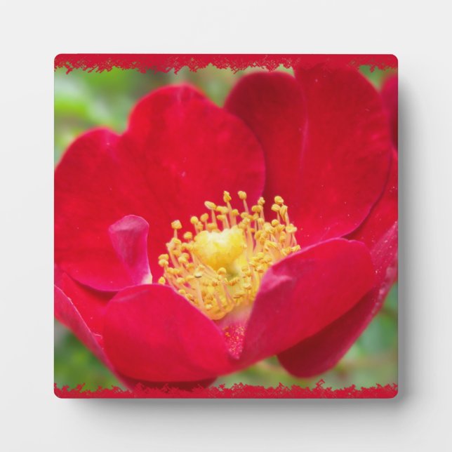 Les roses sont une plaque photo rouge (Devant)