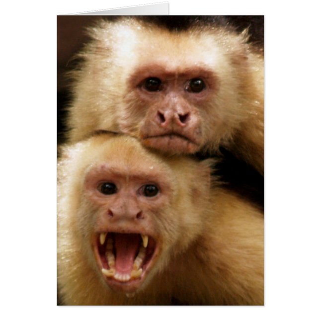 Les singes ! (Devant)