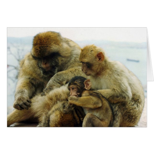 Les singes de Barbarie (Devant horizontal)