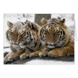 Les tigres d'hiver se serrent dans la neige
