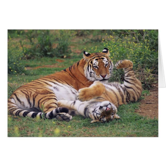 Les tigres du Bengale (Devant horizontal)