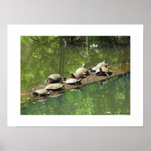 Les tortues se Sunning Ebe Poster