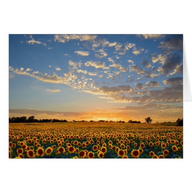 Les tournesols au coucher du soleil (Devant horizontal)