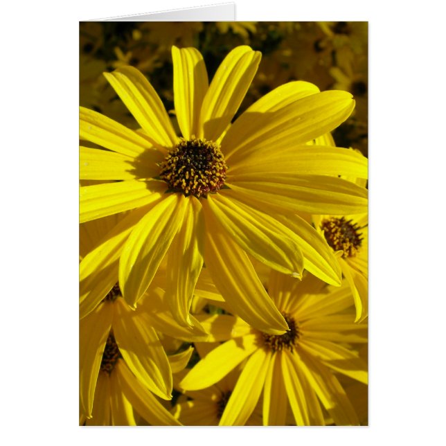Les tournesols au zoo (Devant)