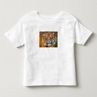 Les Tous Petits Photo de Tigre Sauvage Mignon T-Shirt pour Tout-Pe