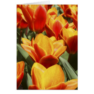 Les tulipes abondent dans les jardins de Keukenhof