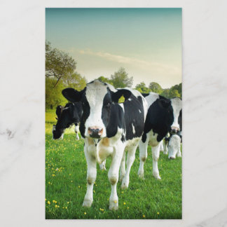Les vaches adorent regarder