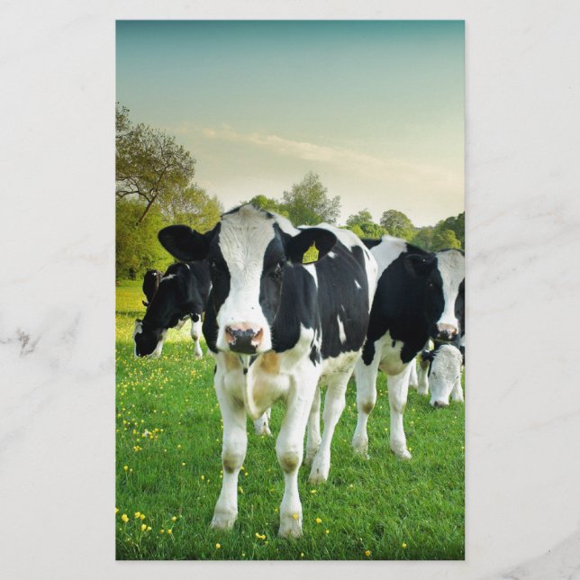 Les vaches adorent regarder (Devant)