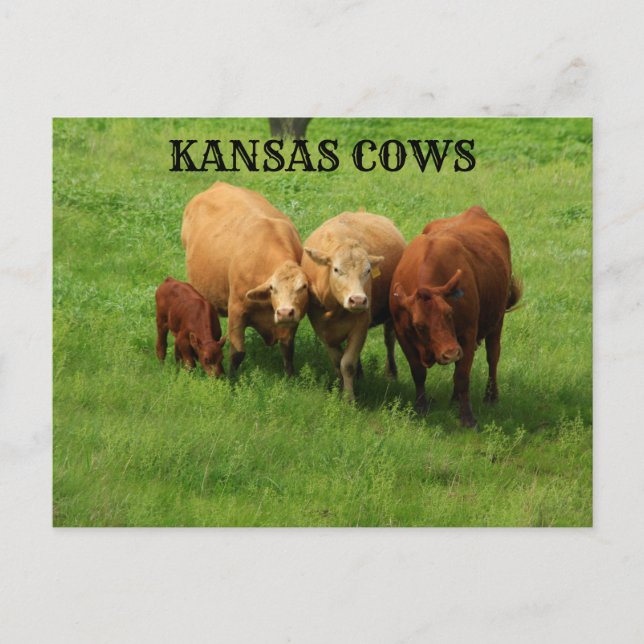 Les vaches du Kansas dans la carte postale du pays (Devant)