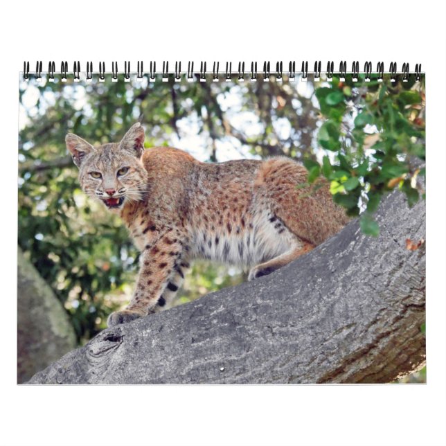 Les villages oiseau et calendrier de faune (Protection)