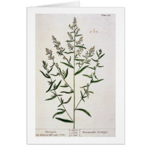 L'estragon, plaquent 116 "d'un de fines herbes