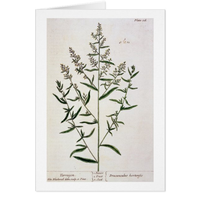 L'estragon, plaquent 116 "d'un de fines herbes (Devant)