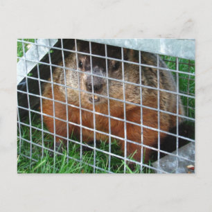 Let Me Out calendrier ~ carte postale