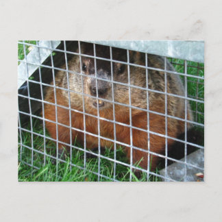 Let Me Out calendrier ~ carte postale