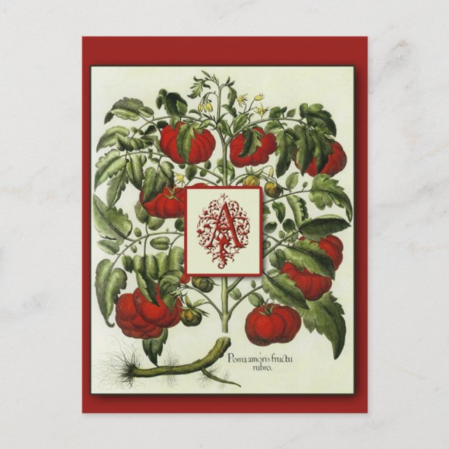 Lettre A Monogramme sur Cartes d'Art de Tomate Vin (Devant)