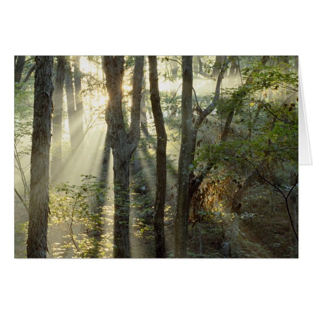 Lever de soleil à travers la forêt de chênes et de (Devant horizontal)