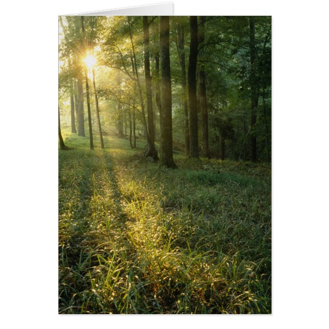 Lever de soleil à travers la forêt de chênes et de (Devant)