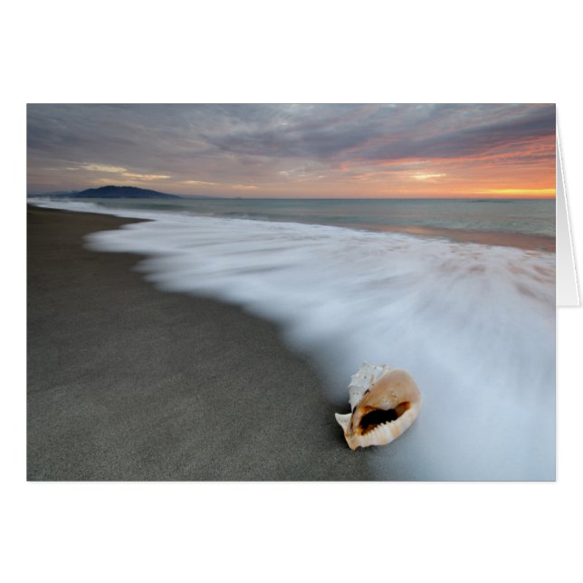 Lever Du Soleil Sur La Plage Et Un Coquillage (Devant horizontal)