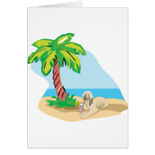 Lévrier afghan tropical