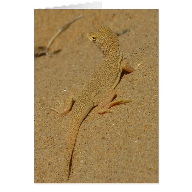 Lézard à doigts frangés du Mojave (Devant)