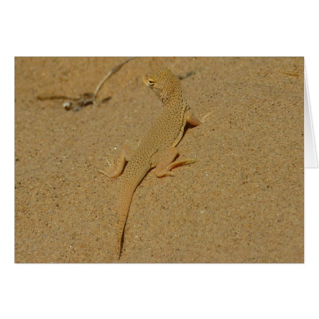 Lézard à doigts frangés du Mojave (Devant horizontal)