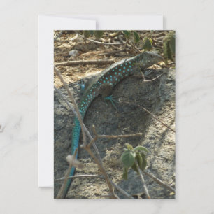 Lézard à queue fouettée d'Aruba Photographie d'ani