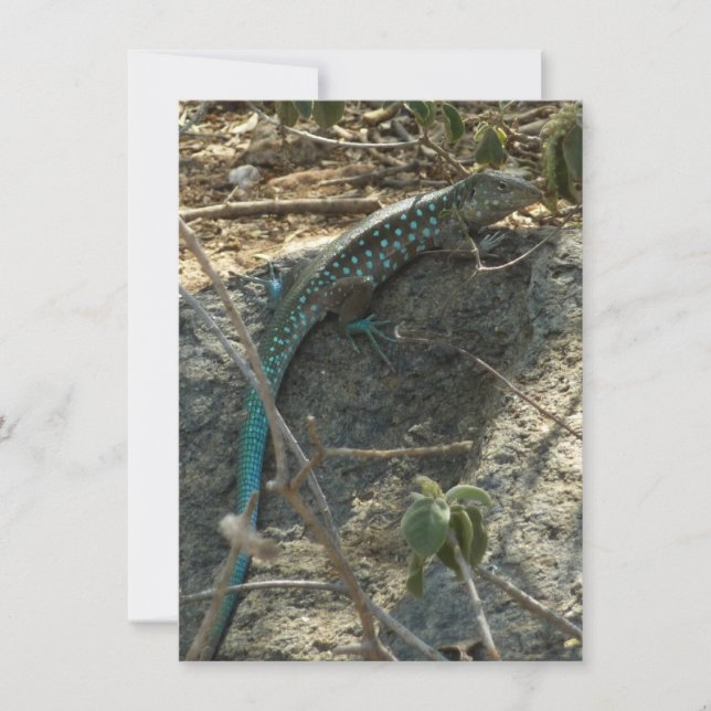 Lézard à queue fouettée d'Aruba Photographie d'ani (Devant)