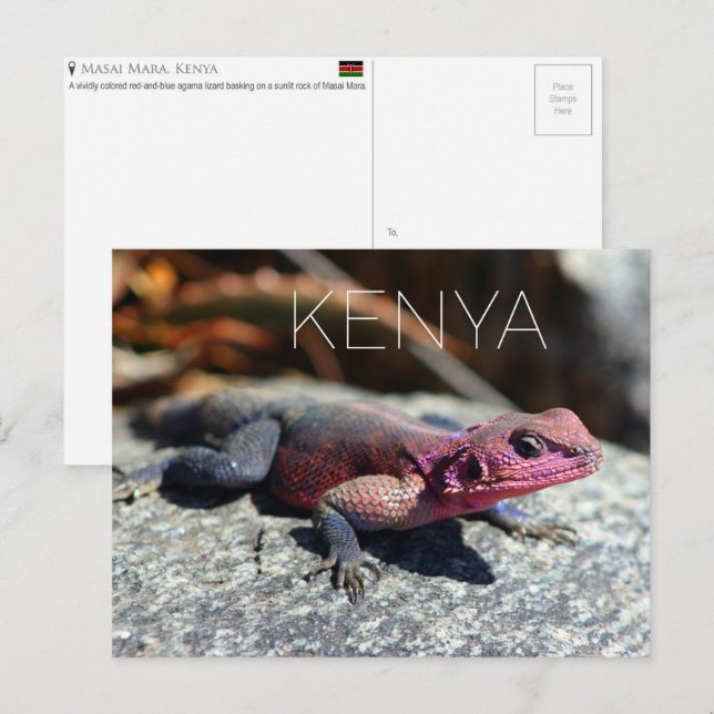 Lézard dans le Masai Mara, Kenya Carte postale de  (Devant / Derrière)