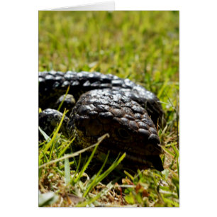 Lézard de langue bleue australienne,