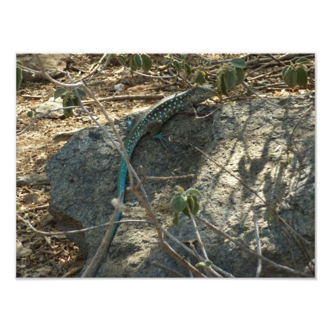 Lézard fouet de l'île d'Aruba Photographie d'anima (Devant)