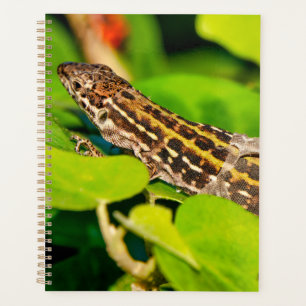 Lézard italien