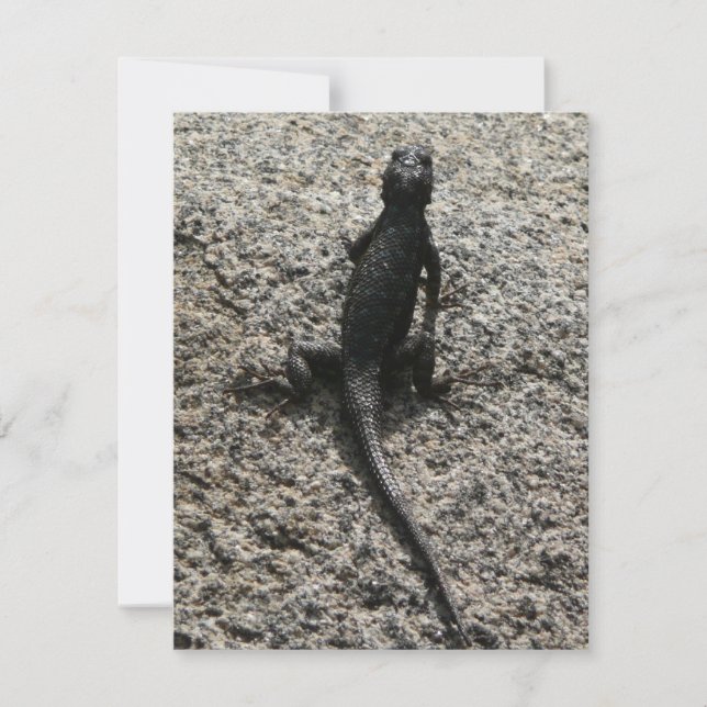 Lézard noir (Devant)