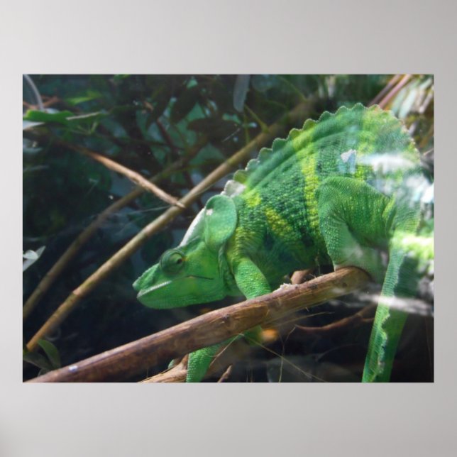 Lézard, Reptile, Chameleon, Poster de mur de la na (Devant)