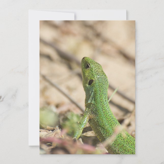 Lézard vert (Devant)