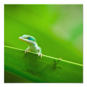 Lézard vert Rencontre Photographie d'Art