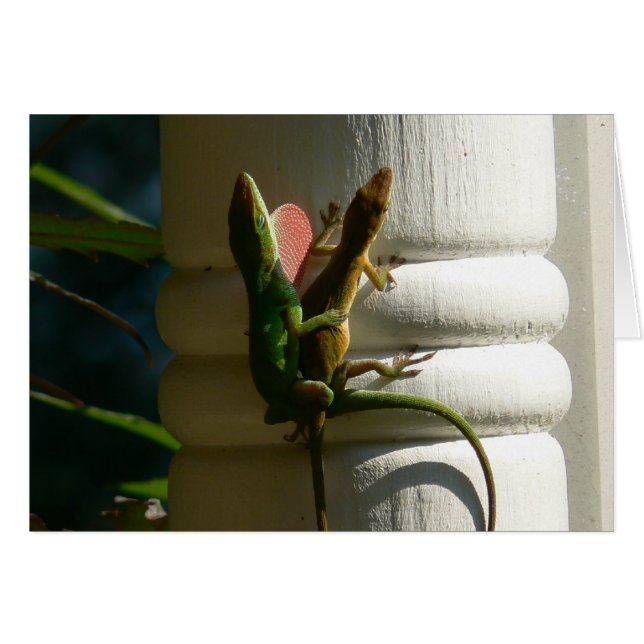 Lézards dans l'amour (Devant horizontal)