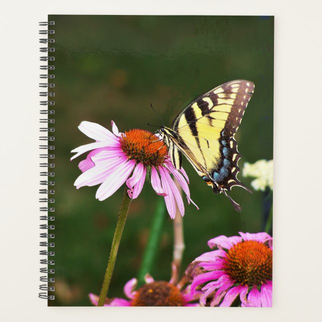 Lg Planner Tiger Swallower sur Coneflower (Devant)