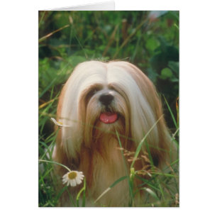 Lhasa Apso