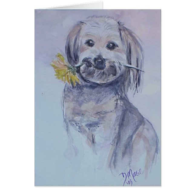Lhasa Apso (Devant)