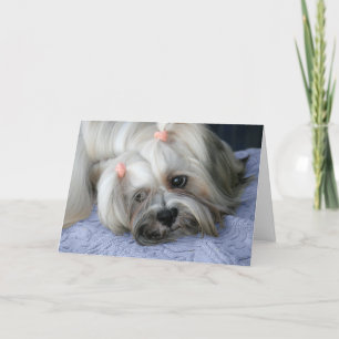 Lhasa Apso Vous Manquant Carte