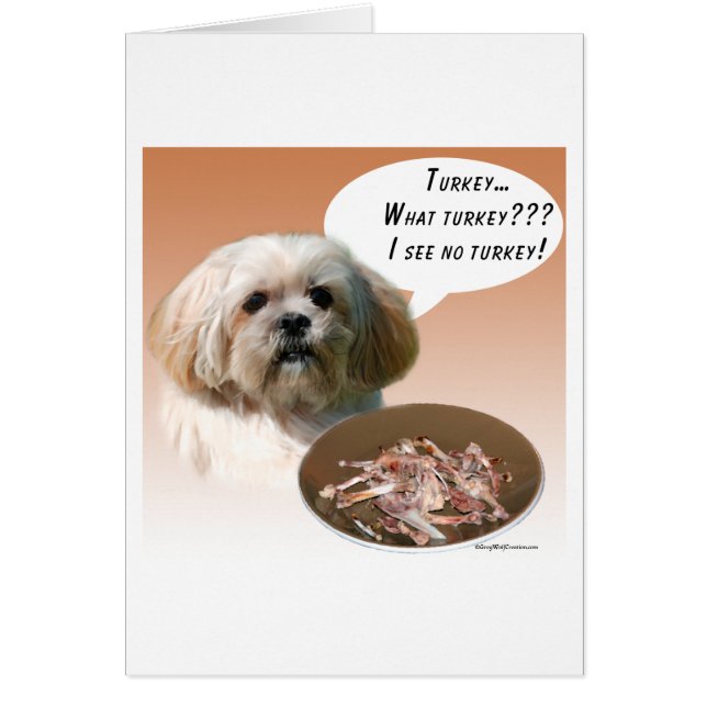 Lhassa Apso Turquie (Devant)