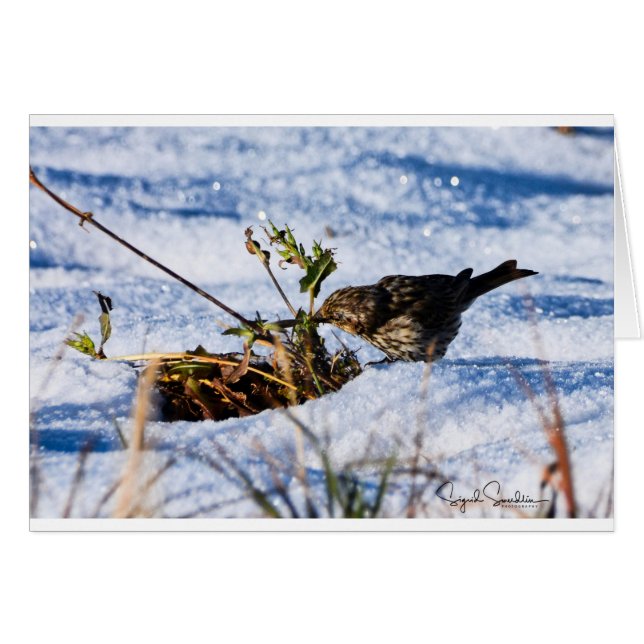 L'hiver est une difficulté pour des oiseaux (Devant Horizontal)