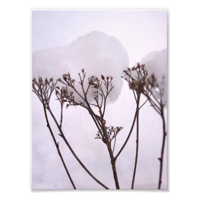 L'hiver, Plantes dans la neige Photo professionnel (Devant)