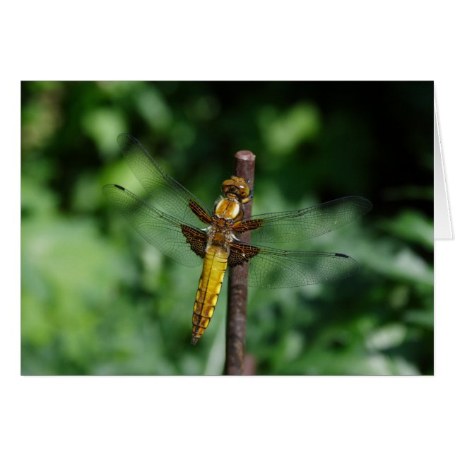 Libellula depressa (Devant horizontal)
