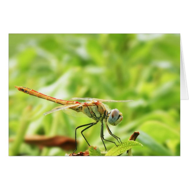 Libellule (Devant horizontal)