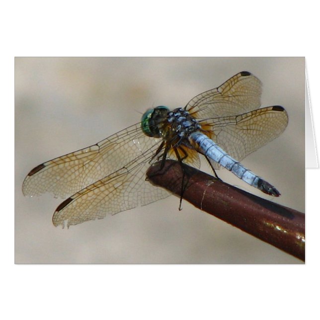 libellule (Devant horizontal)