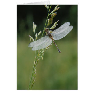 Libellule Darner couverte de rosée